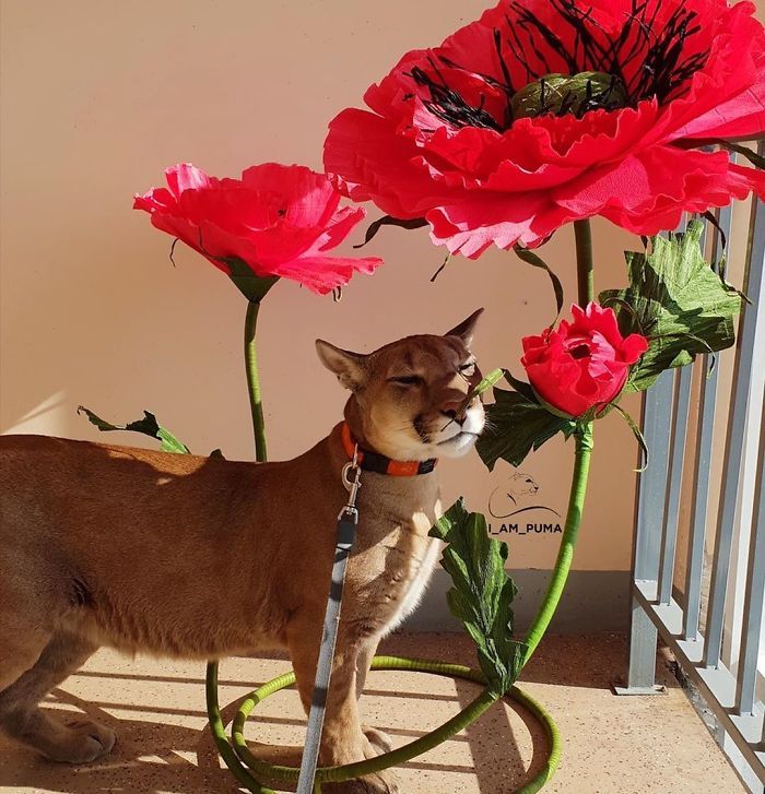Puma resgatada de um zoológico vive como um gato doméstico mimado (18 fotos) 10