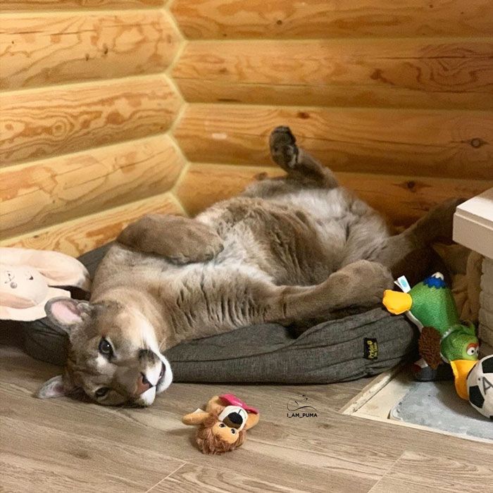 Puma resgatada de um zoológico vive como um gato doméstico mimado (18 fotos) 13