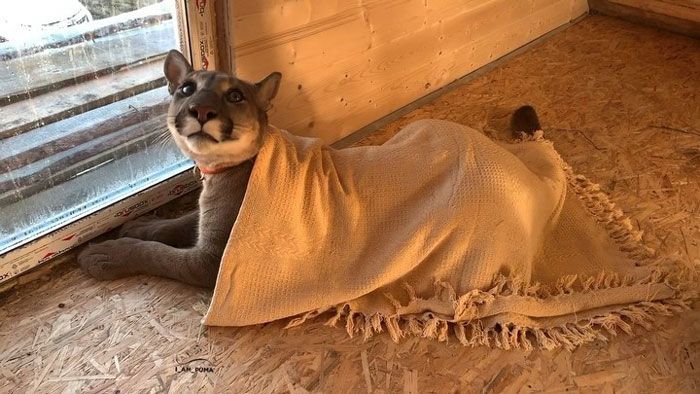 Puma resgatada de um zoológico vive como um gato doméstico mimado (18 fotos) 16