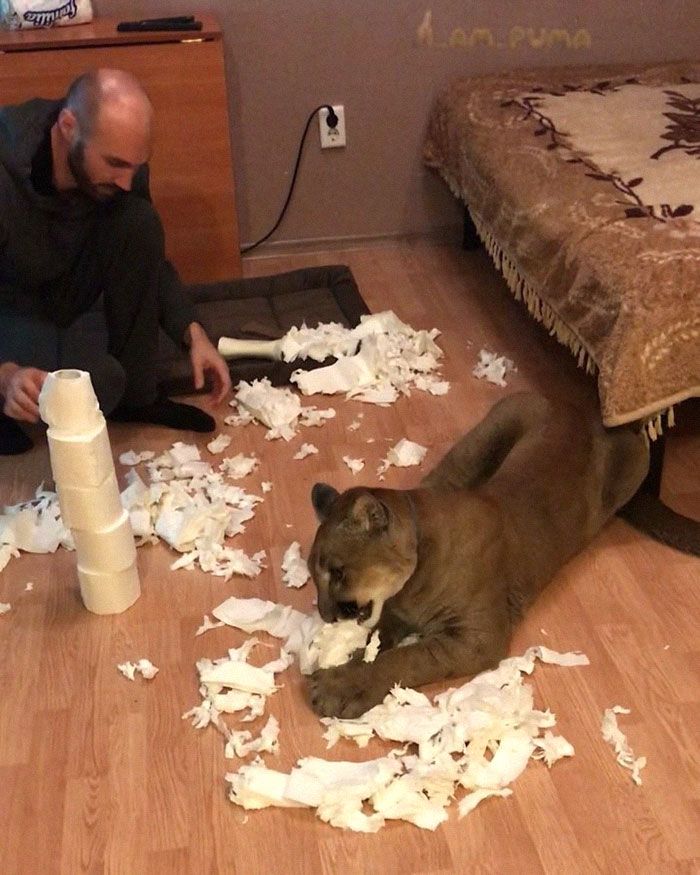 Puma resgatada de um zoológico vive como um gato doméstico mimado (18 fotos) 17