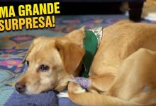 Homem acorda e encontra uma cachorrinha em sua sala. Mal sabia a situação que ela estava 8