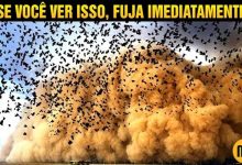 Se você ver muitos pássaros voando, fuja imediatamente! 11