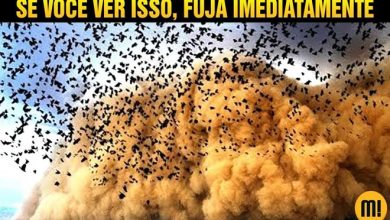 Se você ver muitos pássaros voando, fuja imediatamente! 9