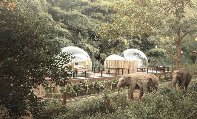 Você pode dormir em uma bolha transparente cercada por elefantes