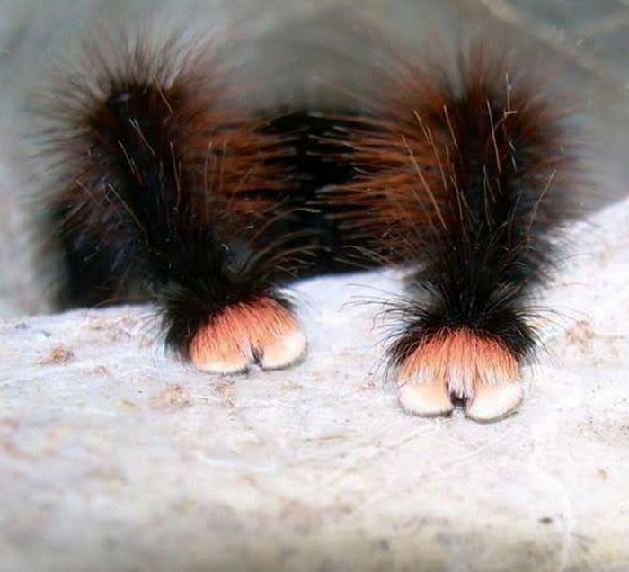 Você sabia que as aranhas têm patas minúsculas adoráveis? 2