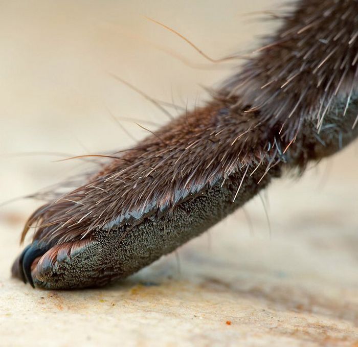 Você sabia que as aranhas têm patas minúsculas adoráveis? 5