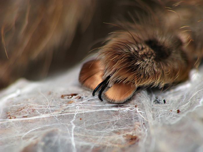 Você sabia que as aranhas têm patas minúsculas adoráveis? 7