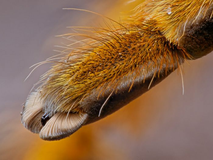 Você sabia que as aranhas têm patas minúsculas adoráveis? 9