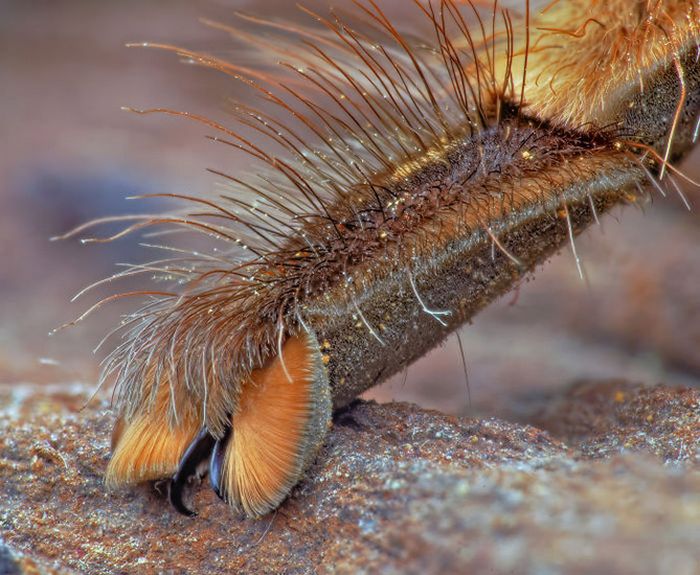 Você sabia que as aranhas têm patas minúsculas adoráveis? 10