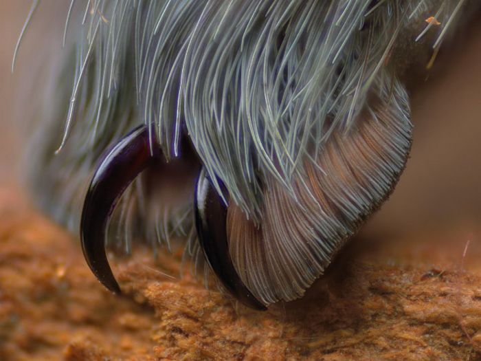 Você sabia que as aranhas têm patas minúsculas adoráveis? 10