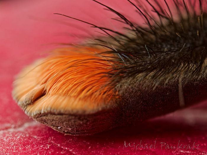 Você sabia que as aranhas têm patas minúsculas adoráveis? 12