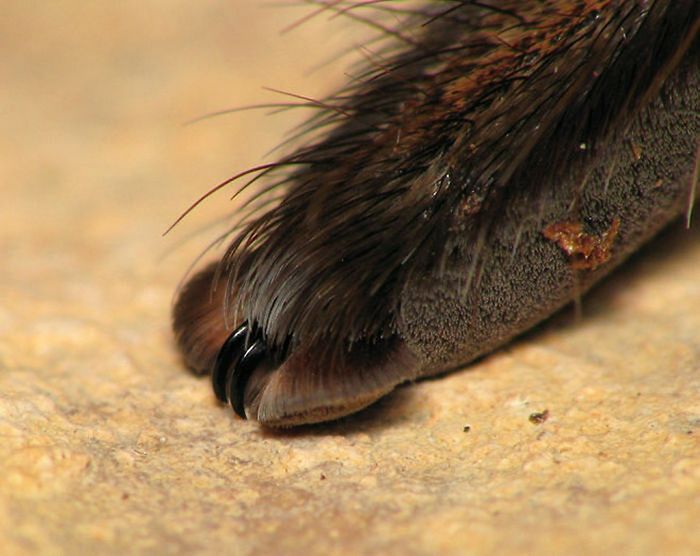 Você sabia que as aranhas têm patas minúsculas adoráveis? 14