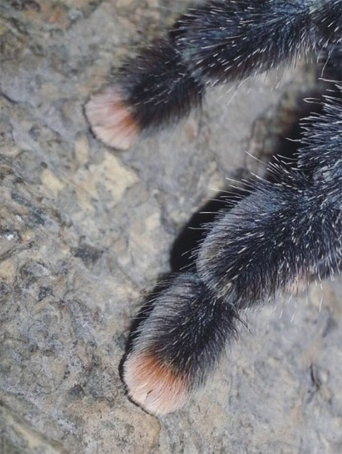 Você sabia que as aranhas têm patas minúsculas adoráveis? 16