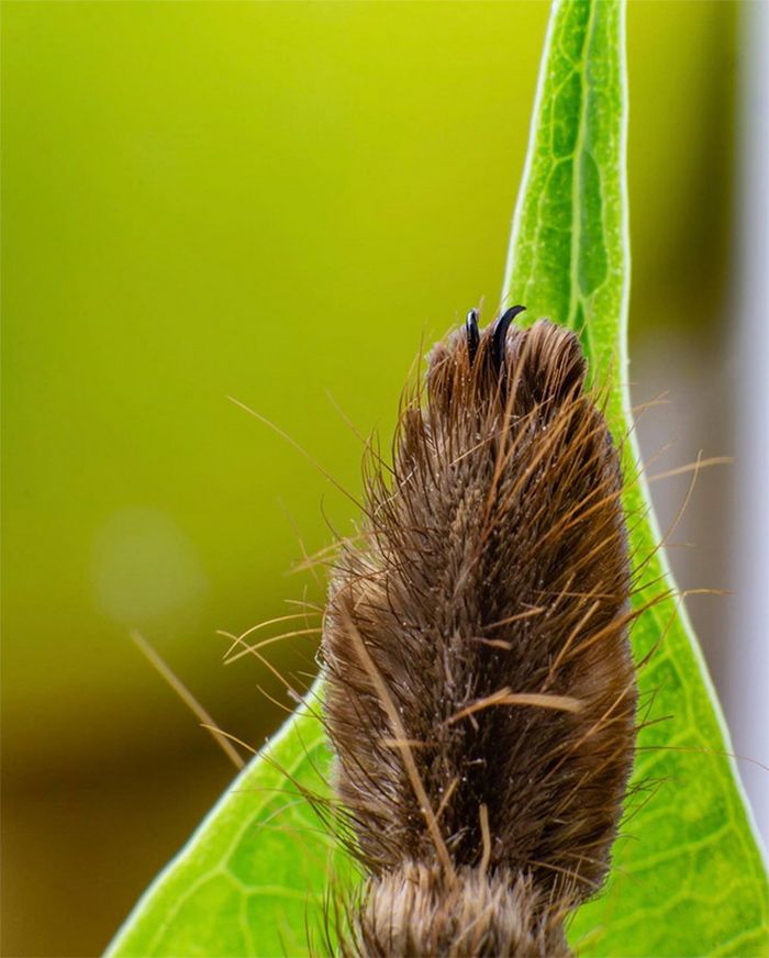 Você sabia que as aranhas têm patas minúsculas adoráveis? 20