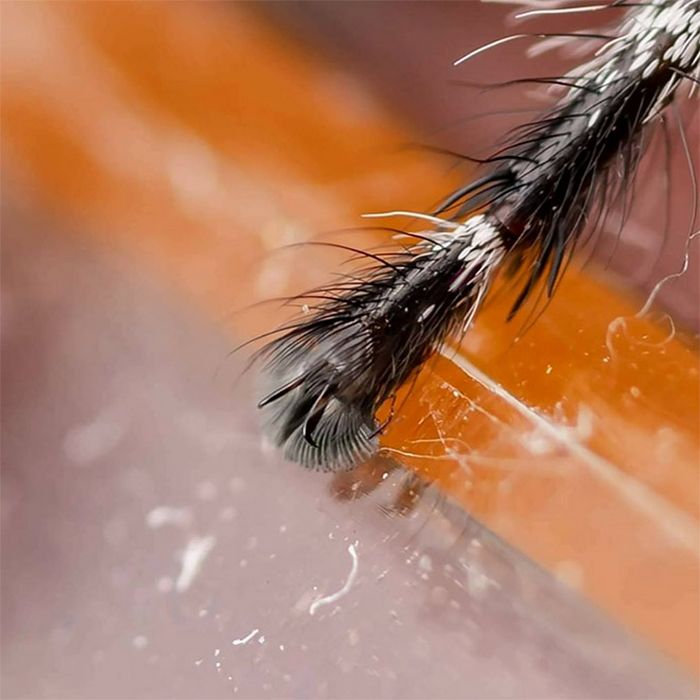 Você sabia que as aranhas têm patas minúsculas adoráveis? 21