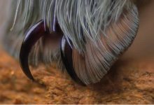 Você sabia que as aranhas têm patas minúsculas adoráveis? 8