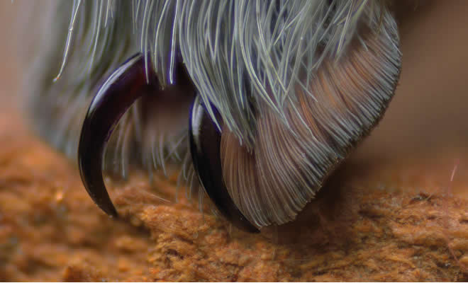 Você sabia que as aranhas têm patas minúsculas adoráveis?
