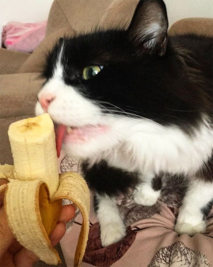 Você sabia que os gatos comem bananas 2