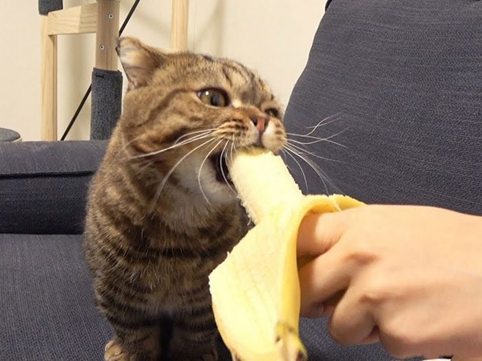 Você sabia que os gatos comem bananas 4