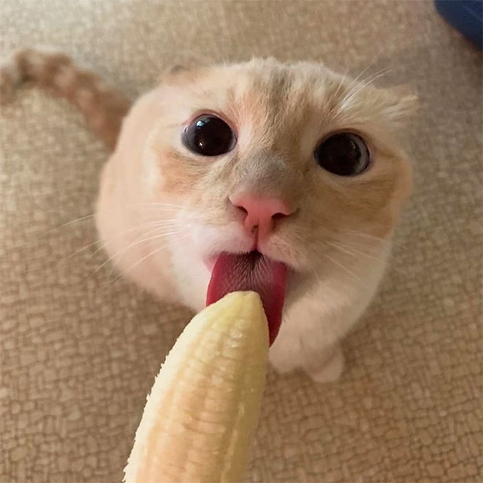 Você sabia que os gatos comem bananas 6