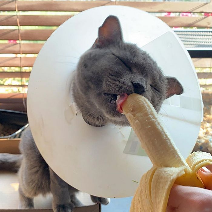 Você sabia que os gatos comem bananas 6