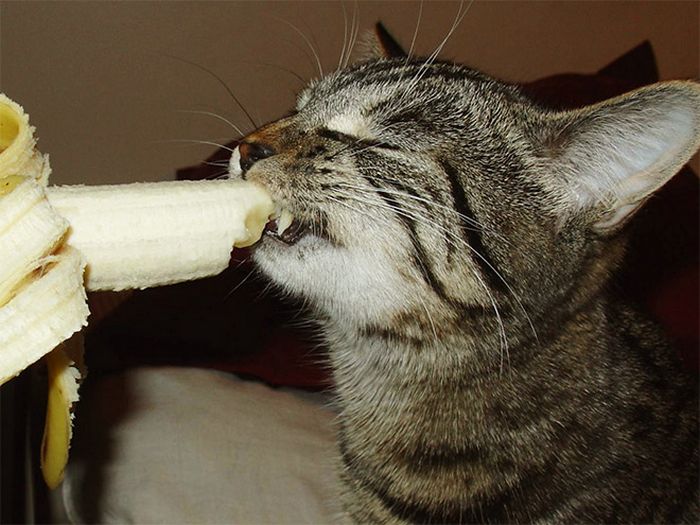 Você sabia que os gatos comem bananas Tediado