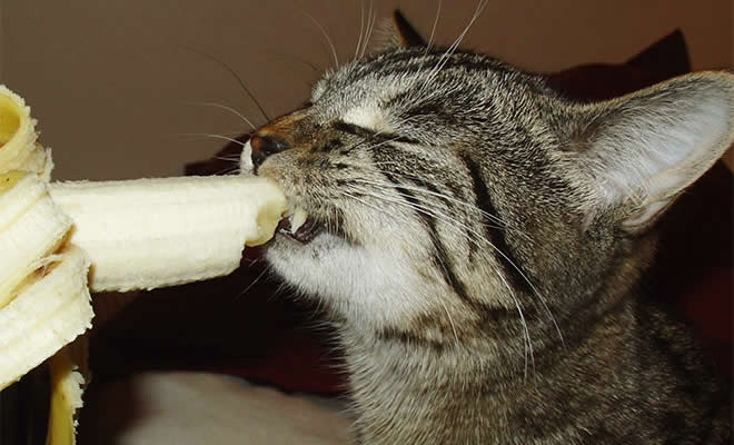 Você sabia que os gatos comem bananas 88