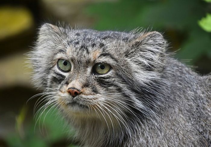 12 animais perigosos que geralmente achamos bonitinhos e indefesos 1