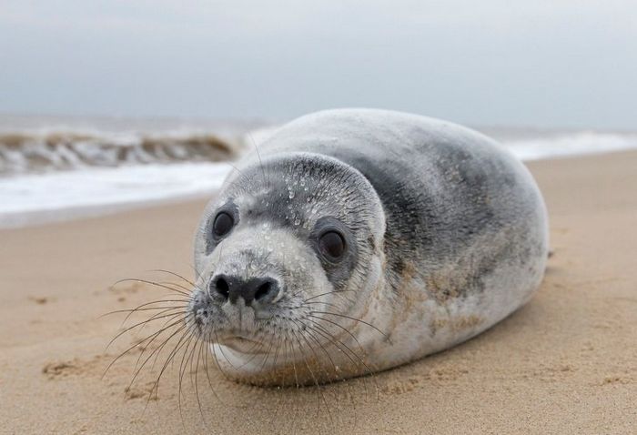 12 animais perigosos que geralmente achamos bonitinhos e indefesos 9