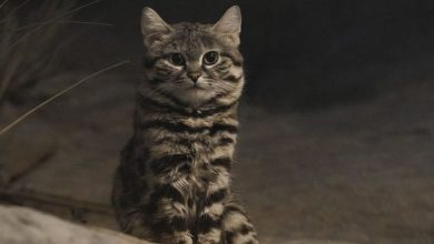 12 animais perigosos que geralmente achamos bonitinhos e indefesos 9