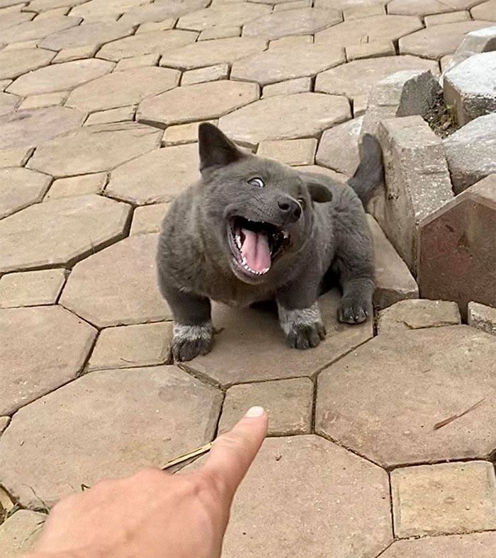 Este cão-gato está conquistando o coração das pessoas por sua aparência 1