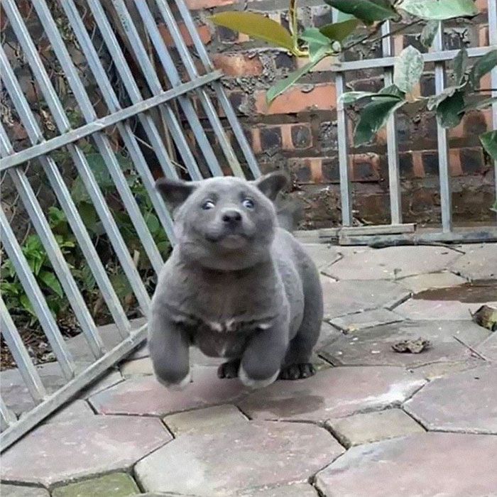 Este cão-gato está conquistando o coração das pessoas por sua aparência 2