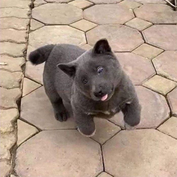 Este cão-gato está conquistando o coração das pessoas por sua aparência 3