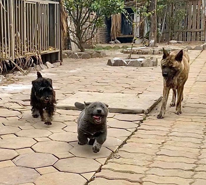 Este cão-gato está conquistando o coração das pessoas por sua aparência 5