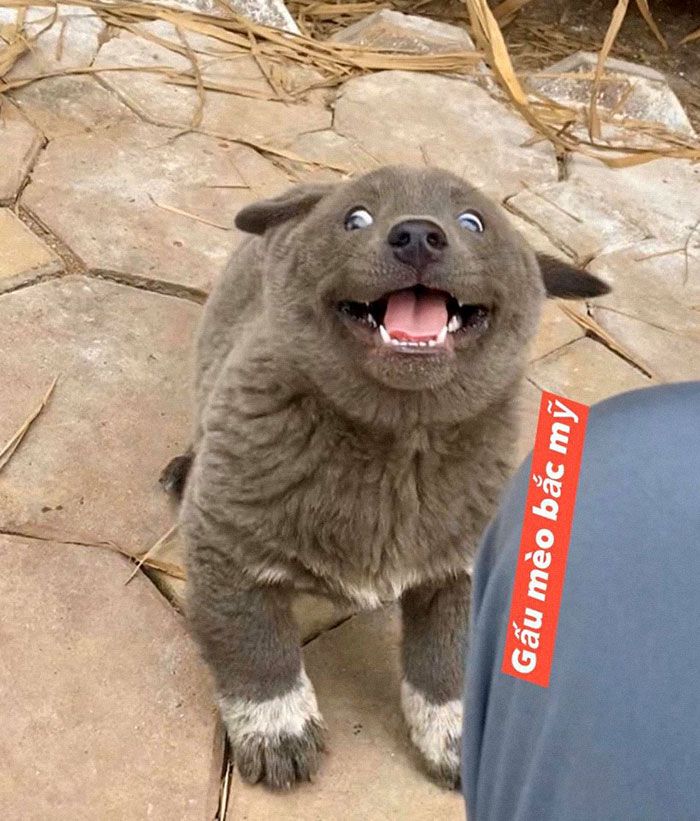 Este cão-gato está conquistando o coração das pessoas por sua aparência 9