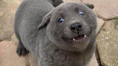 Este cão-gato está conquistando o coração das pessoas por sua aparência 6