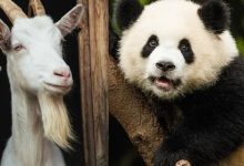 26 fatos inusitados do reino animal 8