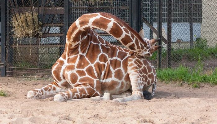 26 fatos inusitados do reino animal 25