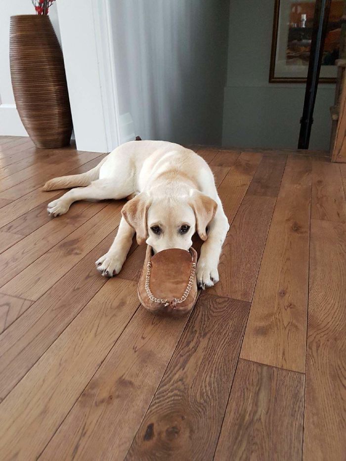 30 fotos da nova raça do cachorro ornitorrinco 2