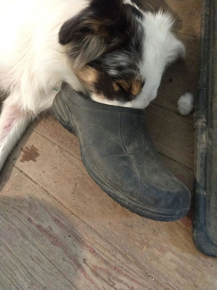 30 fotos da nova raça do cachorro ornitorrinco 4