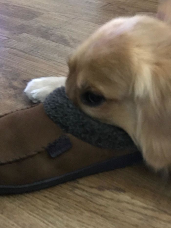 30 fotos da nova raça do cachorro ornitorrinco 5