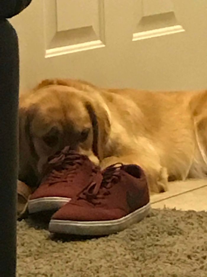 30 fotos da nova raça do cachorro ornitorrinco 7