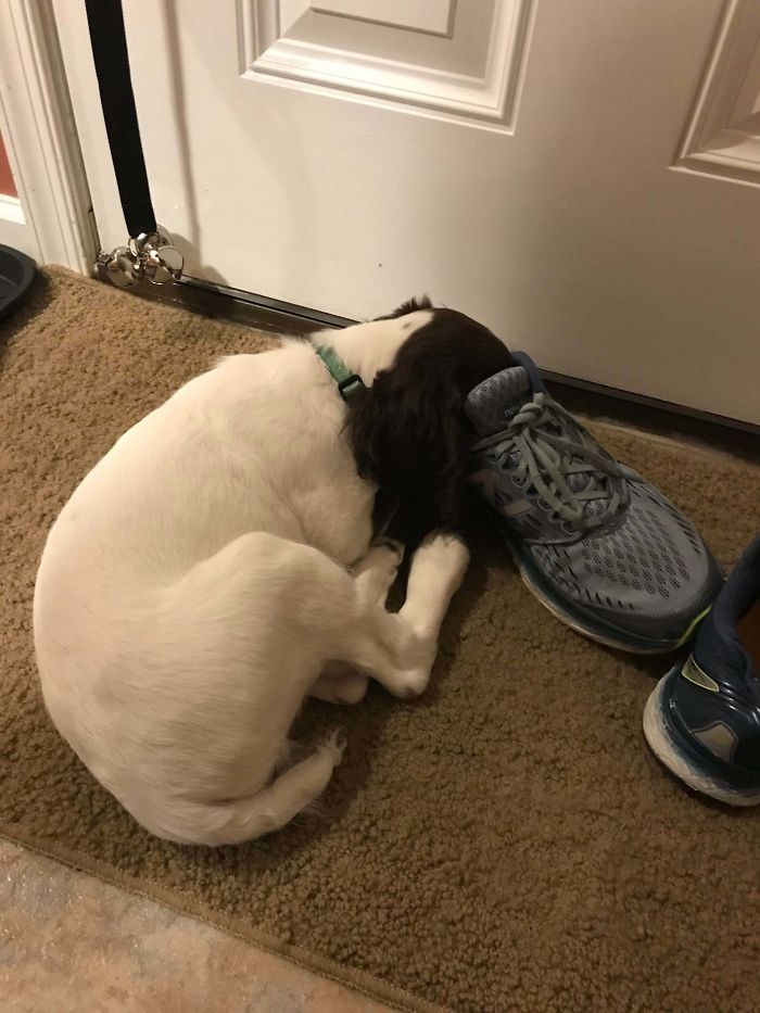 30 fotos da nova raça do cachorro ornitorrinco 8