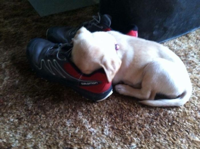 30 fotos da nova raça do cachorro ornitorrinco 9