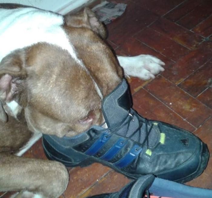 30 fotos da nova raça do cachorro ornitorrinco 10