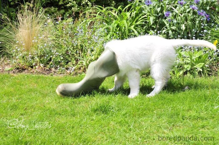 30 fotos da nova raça do cachorro ornitorrinco 11