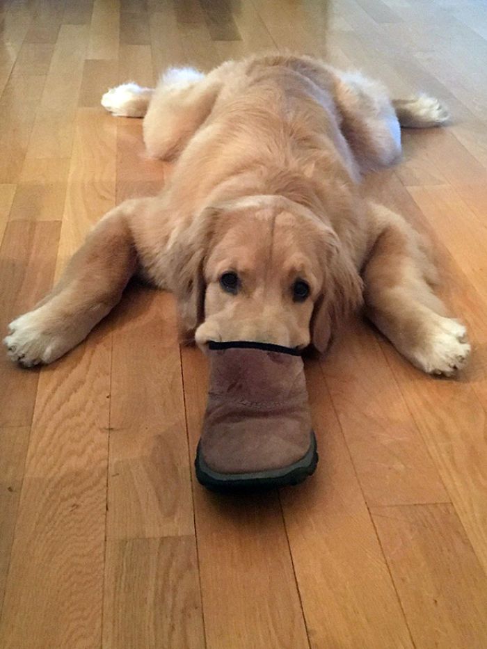 30 fotos da nova raça do cachorro ornitorrinco 12