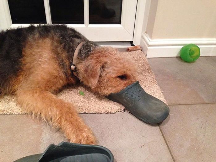 30 fotos da nova raça do cachorro ornitorrinco 13