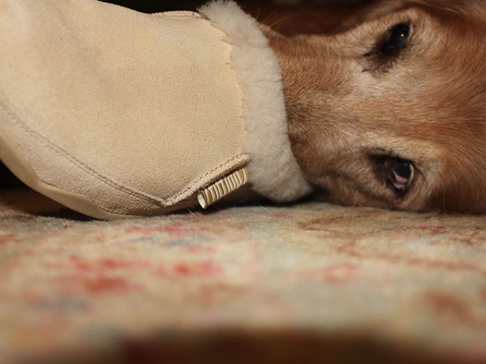 30 fotos da nova raça do cachorro ornitorrinco 14