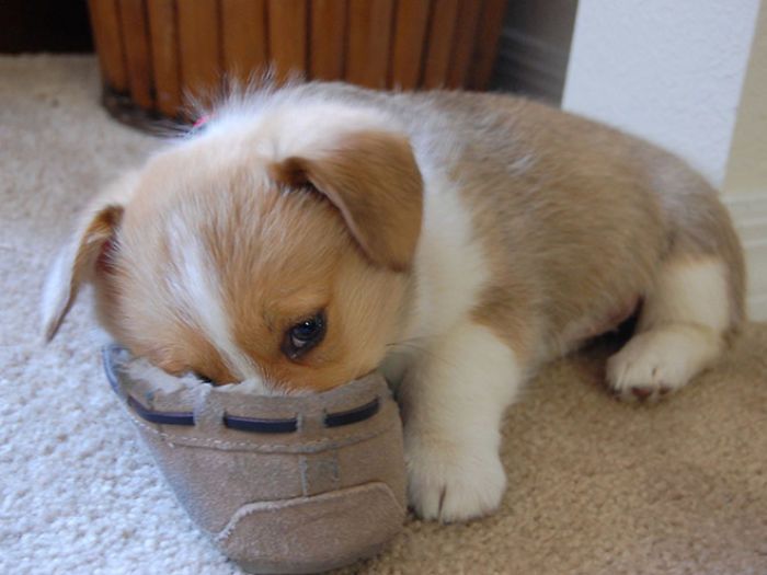 30 fotos da nova raça do cachorro ornitorrinco 16